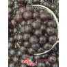 PREMIUM POPPING BOBA CHOCOLATE CZEKOLADOWE